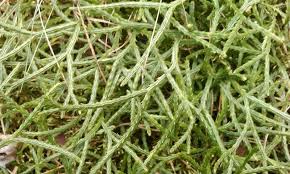 Image result for Huperzia afromontana