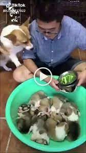ج ح پ adli kullanicinin we love dogs panosundaki pin sevimli kopek yavrulari yavru kopek kopek