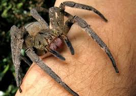 Cute tropical rainforest animals amazing wallpapers. 8 Most Dangerous Amazon Rainforest Animals The Mysterious World