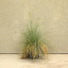 Tall and wide with slender green leaves which make for a low maintenance unique look in the landscape. Festuca Glauca Elijah Blue Grass Plant 2l Hedges Direct