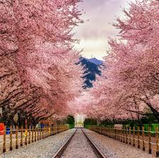 Anything may be removed without telling you shit. Best Cherry Blossom Cities In The World Where To See Cherry Blossoms