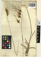 Image result for Tristachya