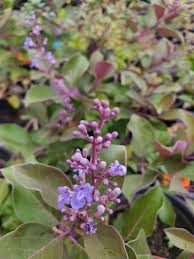 Image result for Vitex trifolia