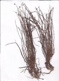 Image result for Isolepis costata