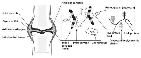 Anatomy of articular cartilage and synovial joint structure, AI generated