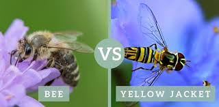 Both are approximately the same size and can be found in some of the same places bumble bees have soft/fuzzy hair covering their entire body called pile. Dscecynljmaffm