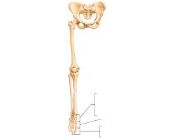Together with the sacrum and coccyx, the pelvic girdle forms a bowl‐shaped region, the pelvis, that protects internal reproductive organs, the urinary bladder, and the lower part of the digestive tract. Game Statistics Right Pelvic Girdle Lower Limbs