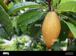 Image result for Manilkara zapota