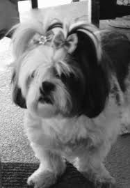 Black And White Maltese Shih Tzu Maltese Daisy Wants A Cookie Black And White Photograph Taken By Scott Chasen Maltese Dogs Shih Tzu Black And White Photographs