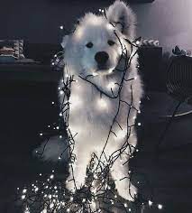 Dog Light And Animal Image Dog Tumblr Cute Puppy Wallpaper Cute Dog Wallpaper