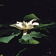 Check spelling or type a new query. Bigleaf Magnolia Finegardening