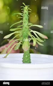 Image result for Monadenium