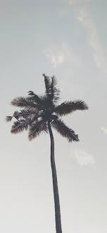 We did not find results for: Best Palm Iphone X Hd Wallpapers Ilikewallpaper