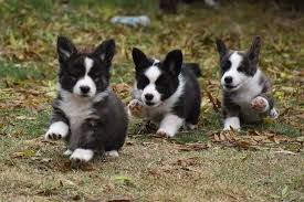Discover all you need to know about them. Kalora Cardigan Welsh Corgi S Home Facebook