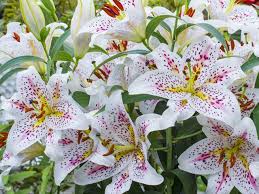 Lilien Mit Mustern Aus Der Garten Branche Garteninfos Lilien Ziergarten Schone Blumen