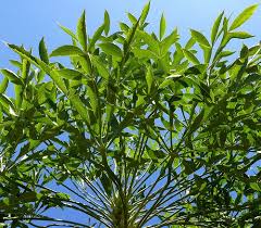 Image result for Cussonia spicata