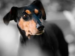 A la recherche d'une garde chien ? Faire Garder Son Chien Pour Un Weekend