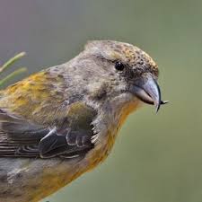 What Kind Of Feeding Is Crossbill S Beak Adapted To Coniferous Seed Eating Crossbills Are Characterized By The Crazy Animal Facts Animal Study Animal Facts