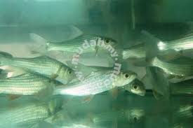 Ikan ini sering kali dijual dengan harga yang mahal. Ikan Temoleh Harga