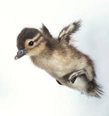 Beautiful Baby Wood Duck Taking A Big Leap Of Faith Out Of Its Nest Cute Animals Animals Animals Beautiful