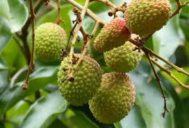 Does the tree have a steady supply of water? Lychee Growing Tips Techniques Ideas And Secrets Gardening Tips