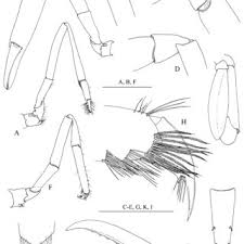 Explore releases from mărin cornea at discogs. Laomenes Amboinensis De Man 1888 Ovigerous Female A Pereiopod I Download Scientific Diagram