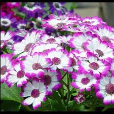 Image result for Cineraria deltoidea