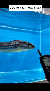 Image result for Chionodes electellus