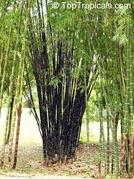 Black Bamboo Plants For Sale Ireland Pin On Patio Container Planting