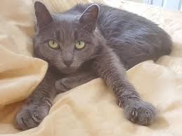 Cat sharpens claws on a door jamb. A Stray Cat That Would Scratch Our Front Door All Night Trying To Get Inside We Adopted Her And Named Her Artemis 3 Aww