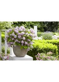 Image result for Deutzia
