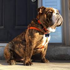 Creative And Unique Bulldog Names For Your New Puppy K9 Web