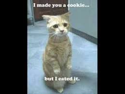 Funny Cat Sayings Cat Quotes Funny Cats Cats