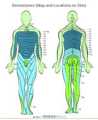 During walking when the body is supported on. How Do Dermatomes Work Map Myotomes Vs Dermatomes