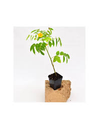Queste specie amano crescere in altezza, avvolgendo pali, pergole e steccati con i loro rami sinuosi. Vendita Pianta Cassia Cirymbosa Piante Da Cespuglio Mondo Piante