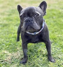 I am located in southern california. Los Angeles Ca French Bulldog Meet Tamale A Pet For Adoption