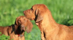 We did not find results for: Redbone Coonhound Price Temperament Life Span