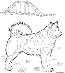 45 elegant collection of husky coloring page children are fascinated with colors. Husky Dog Coloring Pages Printable