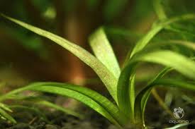 Image result for Fuirena sagittata