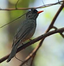 Brown Bird With White Stripe On Head Madagascar Bulbul Antananarivo Madagascar 2013 Birds Beautiful Birds Bird Species