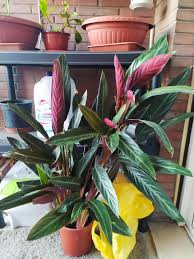 Image result for stromanthe