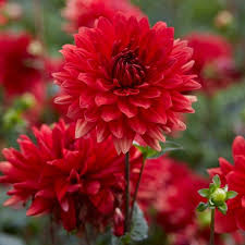 Pin On Dahlias