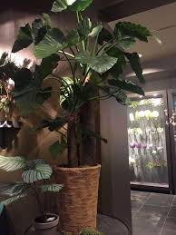 We did not find results for: Size Does Matter Big Plants Make Big Statements This Beauty Is No Exception Check Out Those Shiny Leaves Perfec Plants Fake Plants Decor Big House Plants