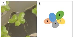 Image result for Lemna