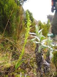 Image result for Habenaria tentaculigera