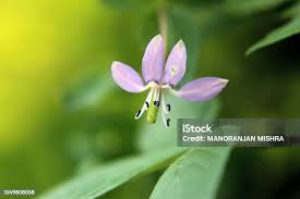 Image result for Cleome rutidosperma