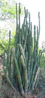 San pedro is most well known for the psychoactive properties that it possesses. Category Echinopsis Pachanoi Wikimedia Commons