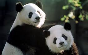 We are fully aware that they need to eat a lot of bamboos every day. What Do Pandas Eat