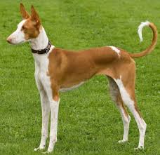 Ukpets found 0 ibizan hound for sale in the uk. Ibizan Hounds What S Good About Em What S Bad About Em