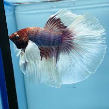 Fancy Betta Splendens Hm Dumbo Wysiwyg Tropical Live Fish 013 Bubble Eye Betta Fish Betta Aquarium Fish